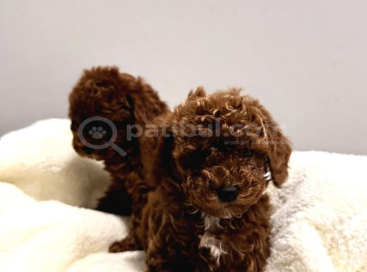 En Tatlıı Poodle Yavruları Bizdeee görsel