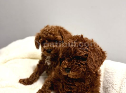 En Tatlıı Poodle Yavruları Bizdeee görsel