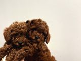 En Tatlıı Poodle Yavruları Bizdeee