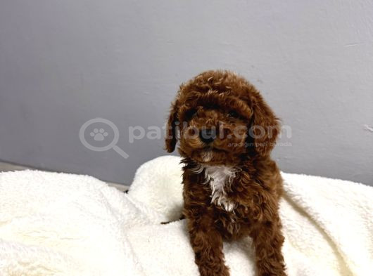 En Tatlıı Poodle Yavruları Bizdeee
