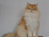 Safkan Golden British Longhair Yavrular