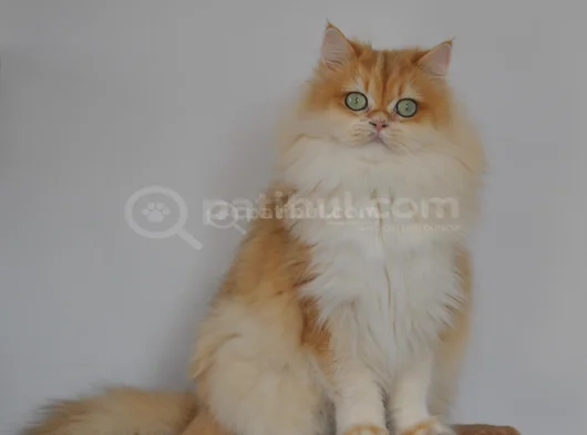 Safkan Golden British Longhair Yavrular görsel