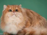 Safkan Golden British Longhair Yavrular