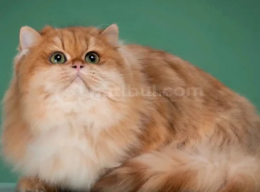 Safkan Golden British Longhair Yavrular görsel