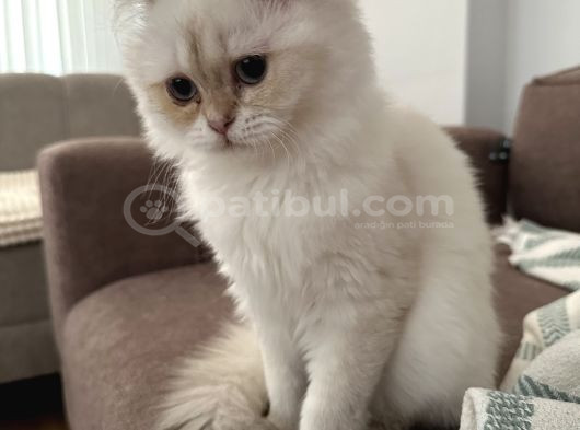 Badem Ücretsiz Sahiplendirilecek
