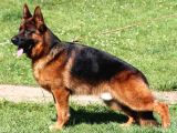 Alman Çoban Köpekleri