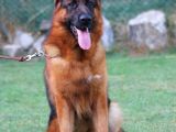 Alman Çoban Köpekleri