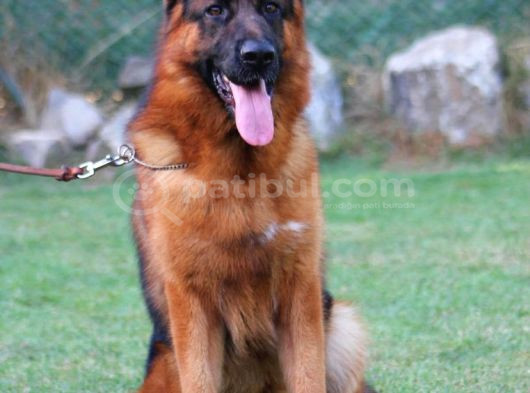 Alman Çoban Köpekleri görsel