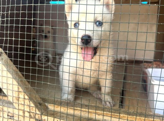 Mavi Göz Beyaz Renk Husky Erkek Bebekler görsel