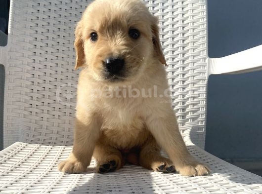 Basık Burun Golden Bebekler görsel