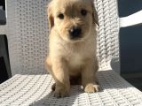 Basık Burun Golden Bebekler