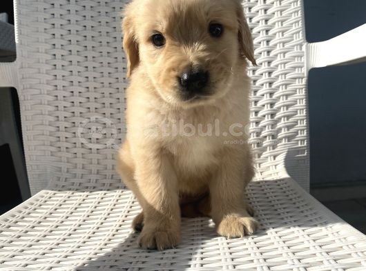 Basık Burun Golden Bebekler görsel