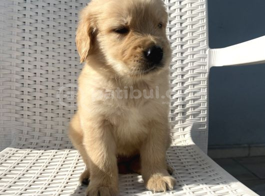 Basık Burun Golden Bebekler görsel