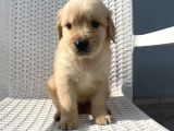 Basık burun golden bebekler