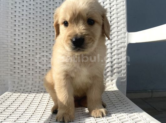 Basık Burun Golden Bebekler