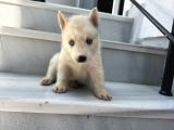Mavi Göz Beyaz Renk Husky Erkek Bebekler