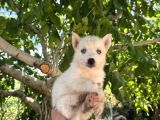 Mavi göz beyaz renk husky erkek bebekler