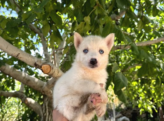 Mavi Göz Beyaz Renk Husky Erkek Bebekler