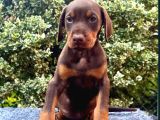 Kızıl mükemmel doberman yavrular