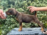 Kızıl Mükemmel Doberman Yavrular