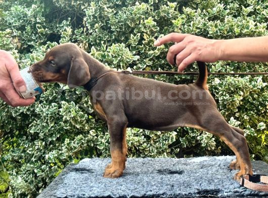 Kızıl Mükemmel Doberman Yavrular görsel