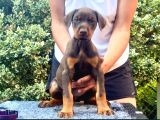 Kızıl Mükemmel Doberman Yavrular