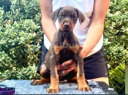 Kızıl Mükemmel Doberman Yavrular görsel