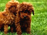 Toy poodle yavrular mükemmel