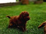 Toy Poodle Yavrular Mükemmel