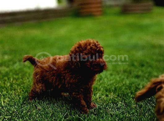 Toy Poodle Yavrular Mükemmel görsel