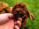 Toy Poodle Yavrular Mükemmel