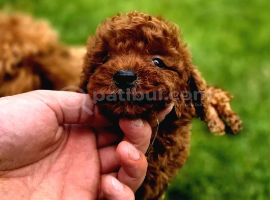 Toy Poodle Yavrular Mükemmel görsel