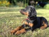 En Kaliteli En Özel Doberman Yavrular