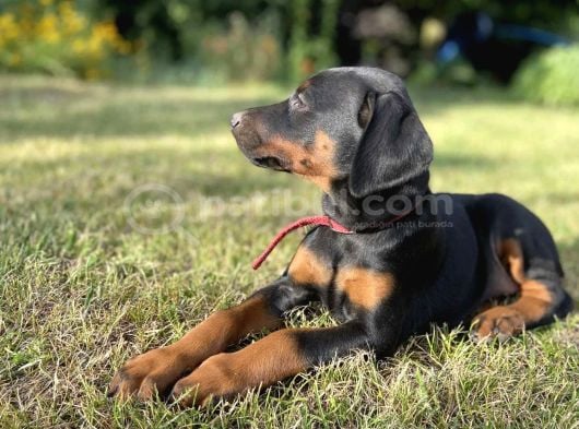 En Kaliteli En Özel Doberman Yavrular görsel