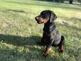 En kaliteli en özel doberman yavrular