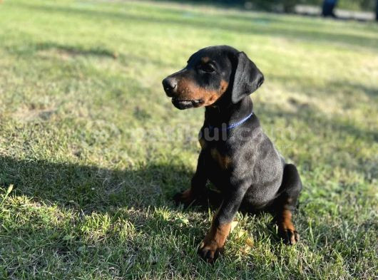 En Kaliteli En Özel Doberman Yavrular