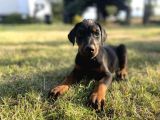 En Kaliteli En Özel Doberman Yavrular