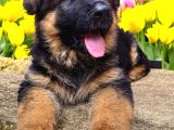 Alman Çoban Köpekleri