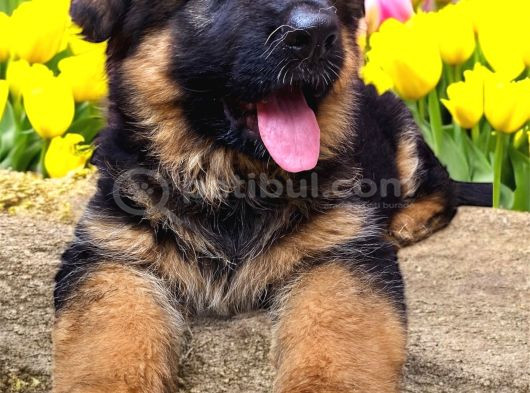 Alman Çoban Köpekleri görsel