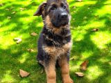 Alman Çoban Köpekleri
