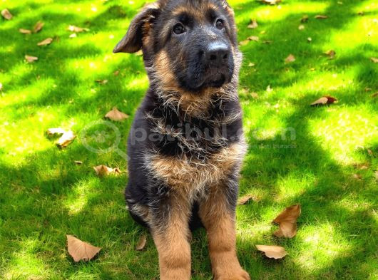 Alman Çoban Köpekleri görsel