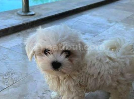 Minik Maltese Yavrular görsel