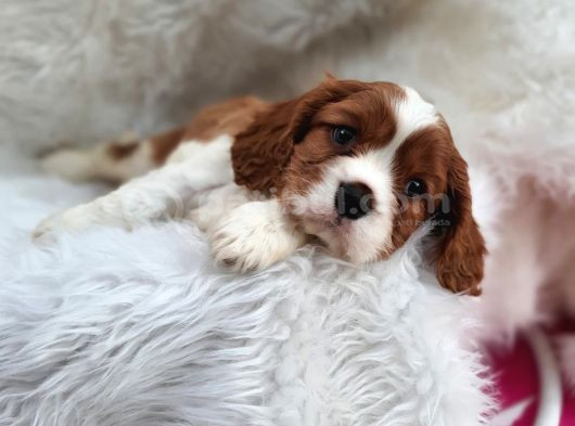 A Kalite King Charles Bebekler görsel