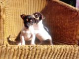 Kisa Bacak Jack Russell Terri̇er Yavrusu