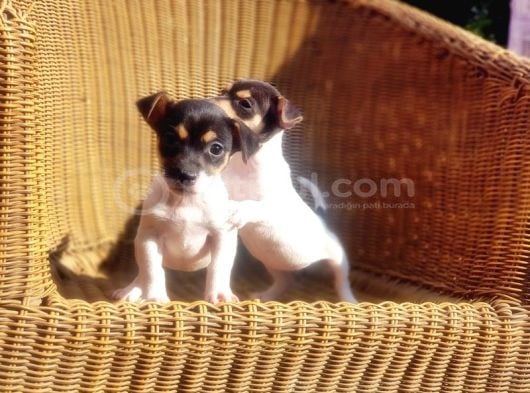 Kisa Bacak Jack Russell Terri̇er Yavrusu görsel