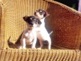 Kisa Bacak Jack Russell Terri̇er Yavrusu
