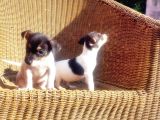 Kisa Bacak Jack Russell Terri̇er Yavrusu