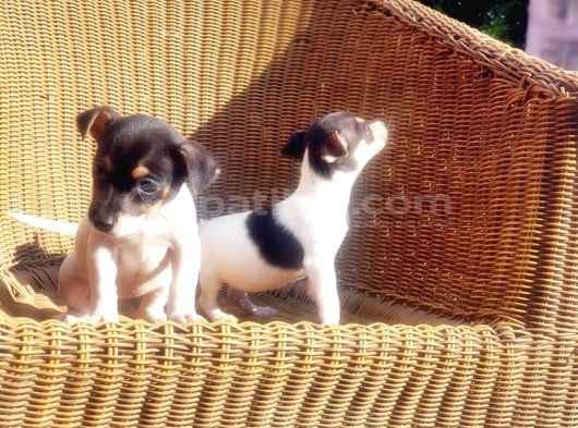 Kisa Bacak Jack Russell Terri̇er Yavrusu görsel