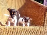 KISA BACAK JACK RUSSELL TERRİER YAVRUSU