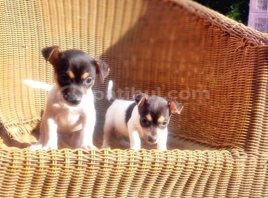 Kisa Bacak Jack Russell Terri̇er Yavrusu
